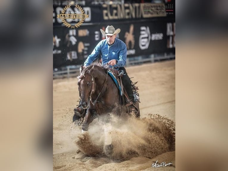 Quarter horse américain Étalon 17 Ans Alezan in Arnbruck