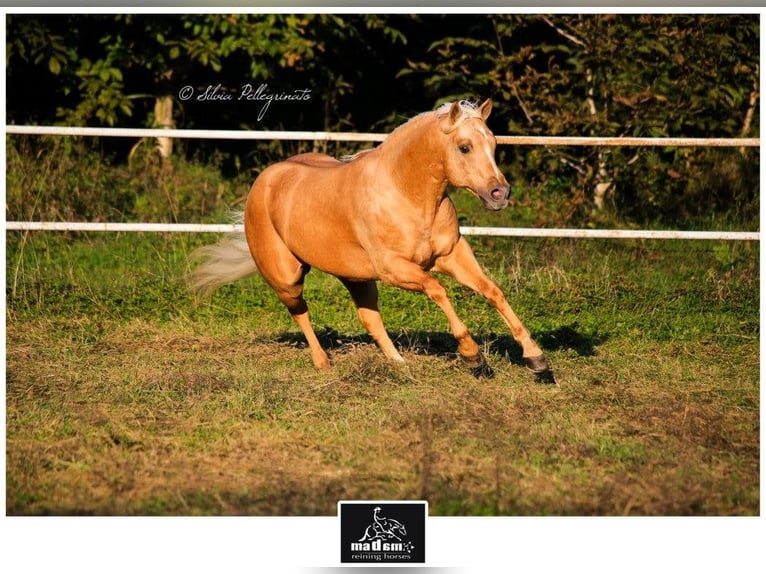 Quarter horse américain Étalon 19 Ans 150 cm Palomino in Mokronog
