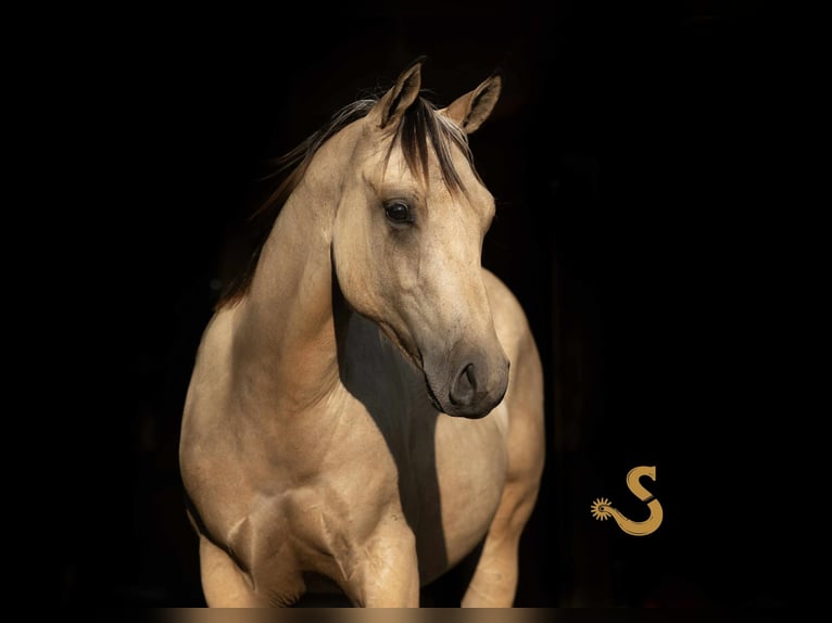 Quarter horse américain Étalon 1 Année 135 cm in Bogard Quarter horse américain Étalon 1 Année 135 cm in Bogard