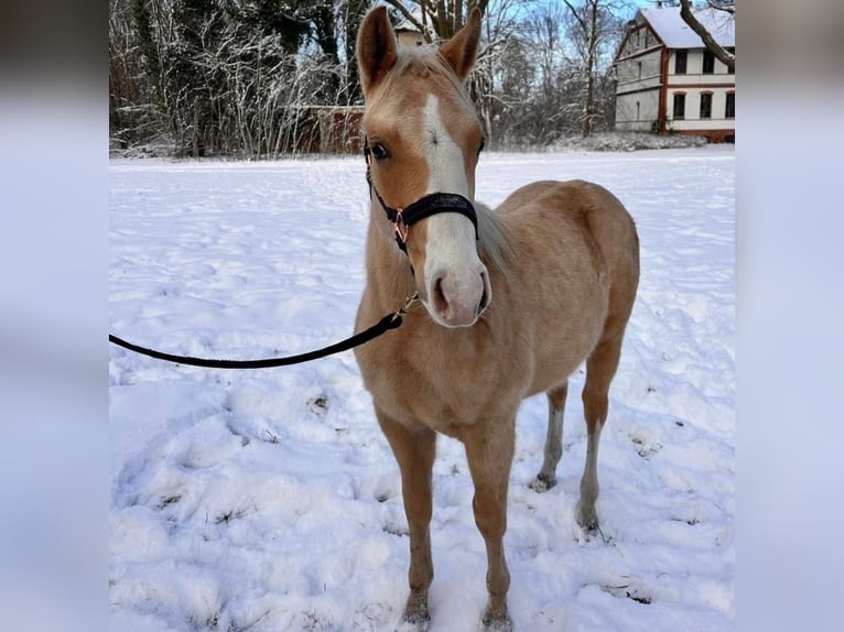 Quarter horse américain Étalon 1 Année 138 cm Palomino in Berlin