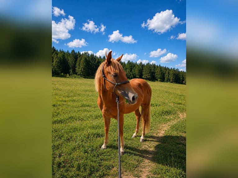 Quarter horse américain Étalon 1 Année 140 cm Alezan in Bruchweiler