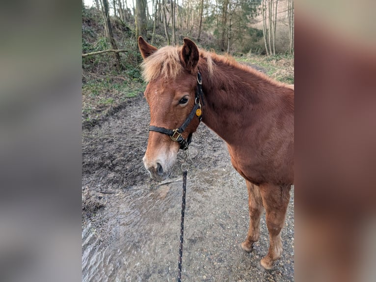 Quarter horse américain Étalon 1 Année 140 cm Alezan in Bruchweiler