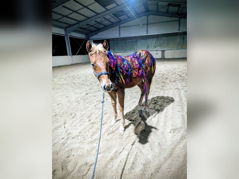 Quarter horse américain Étalon 1 Année 140 cm Alezan in Bruchweiler