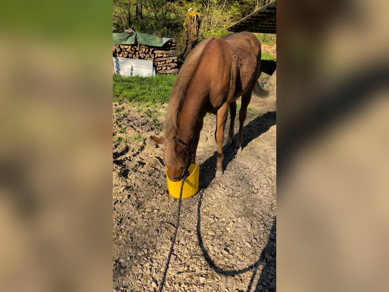 Quarter horse américain Étalon 1 Année 140 cm Alezan in Bruchweiler