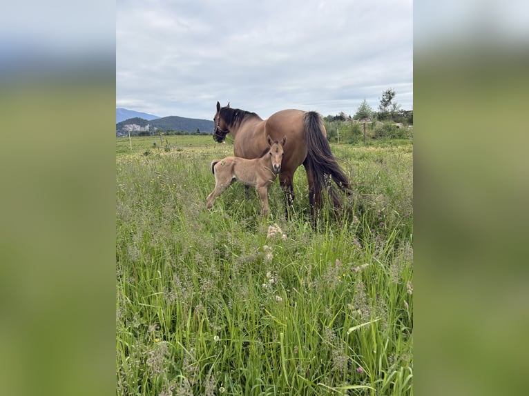 Quarter horse américain Étalon 1 Année 140 cm Isabelle in Riegersdorf
