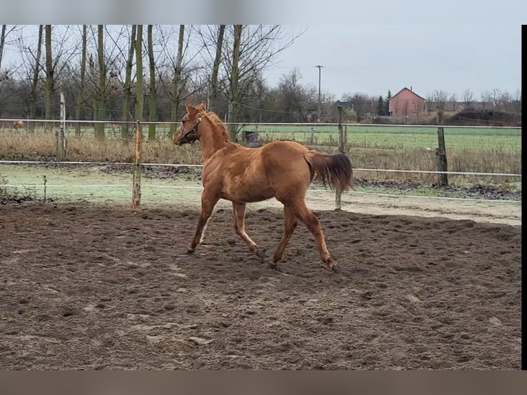 Quarter horse américain Étalon 1 Année 145 cm Alezan dun in Akasztó