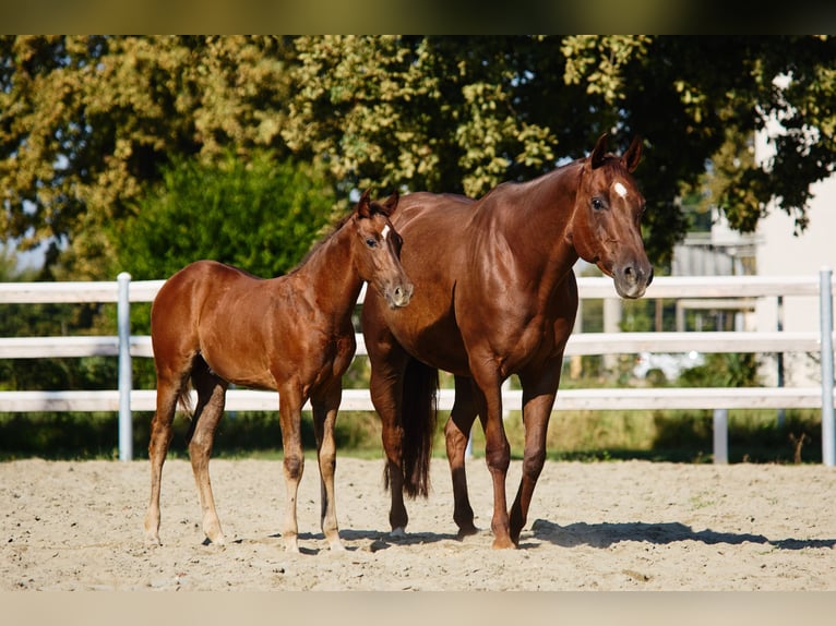 Quarter horse américain Étalon 1 Année 145 cm Bai in München