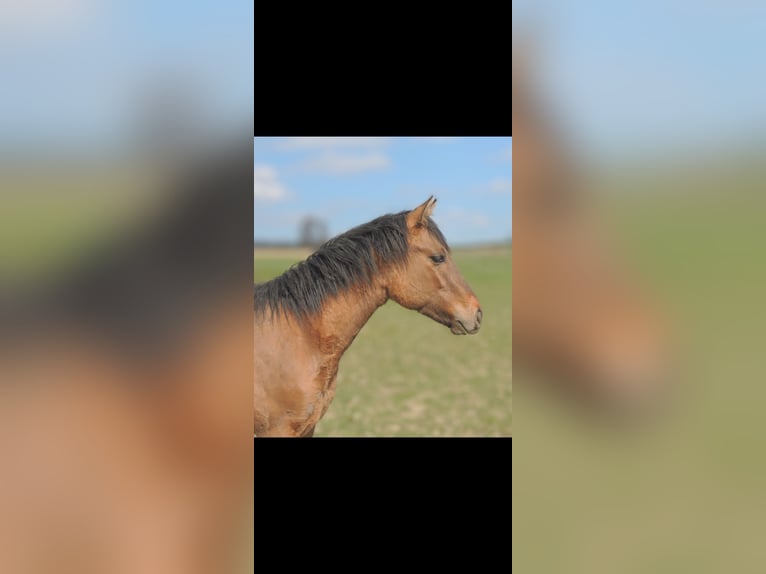 Quarter horse américain Étalon 1 Année 146 cm Isabelle in Kirchberg