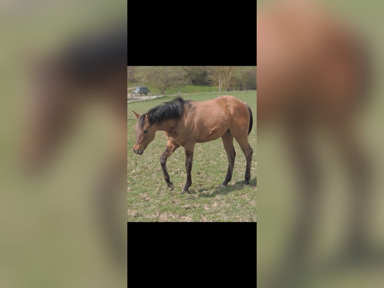 Quarter horse américain Étalon 1 Année 146 cm Isabelle in Kirchberg