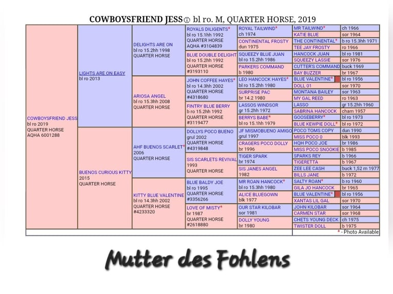 Quarter horse américain Étalon 1 Année 146 cm Rouan Bleu in Kirchberg
