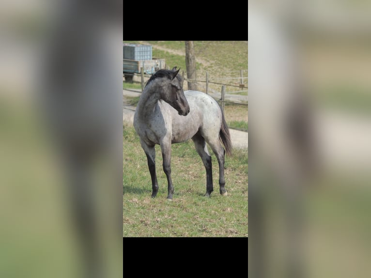 Quarter horse américain Étalon 1 Année 146 cm Rouan Bleu in Kirchberg