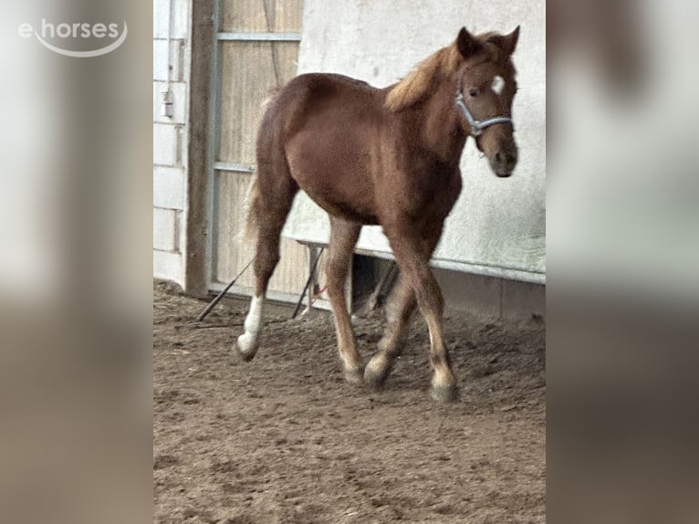 Quarter horse américain Croisé Étalon 1 Année 148 cm Alezan in Buchen (Odenwald)