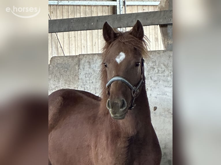 Quarter horse américain Croisé Étalon 1 Année 148 cm Alezan in Buchen (Odenwald)