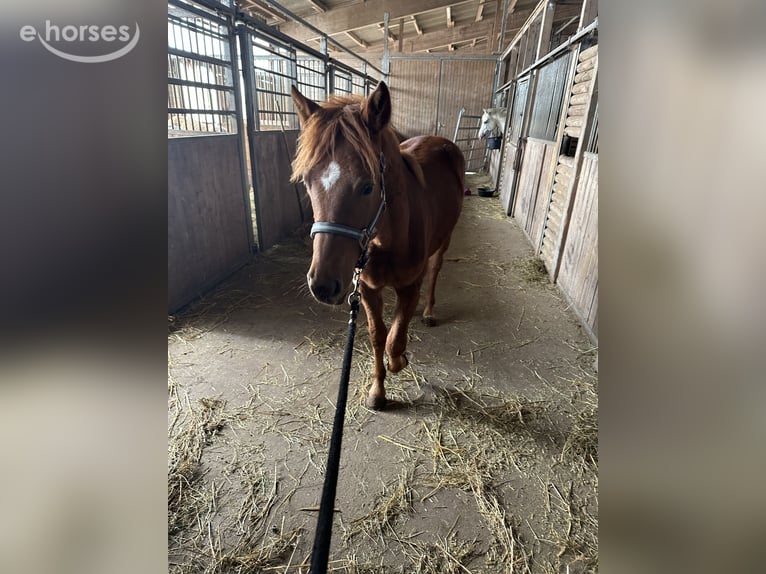 Quarter horse américain Croisé Étalon 1 Année 148 cm Alezan in Buchen (Odenwald)