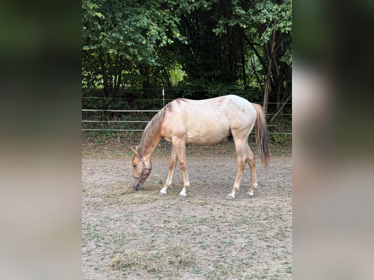 Quarter horse américain Étalon 1 Année 148 cm Alezan dun in Erbendorf
