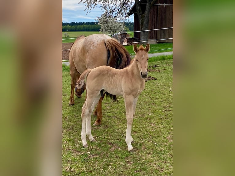 Quarter horse américain Étalon 1 Année 148 cm Alezan dun in Erbendorf