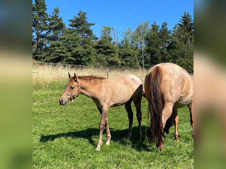 Quarter horse américain Étalon 1 Année 148 cm Alezan dun in Erbendorf