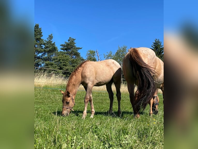 Quarter horse américain Étalon 1 Année 148 cm Alezan dun in Erbendorf