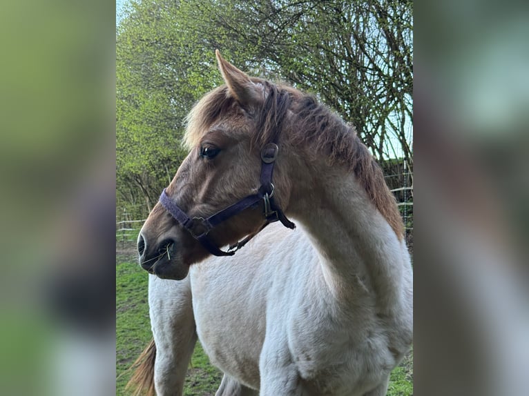 Quarter horse américain Étalon 1 Année 148 cm Alezan dun in Erbendorf