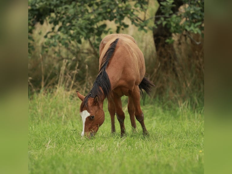 Quarter horse américain Étalon 1 Année 148 cm Bai in Waldshut-Tiengen