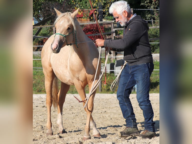 Quarter horse américain Étalon 1 Année 148 cm Palomino in M&#xFC;glitztal