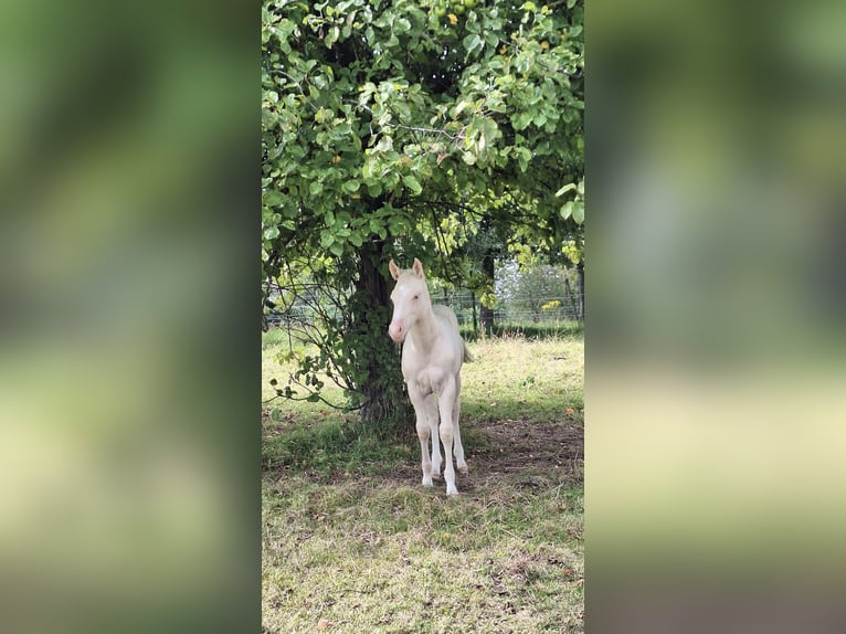 Quarter horse américain Étalon 1 Année 148 cm Perlino in Voerendaal
