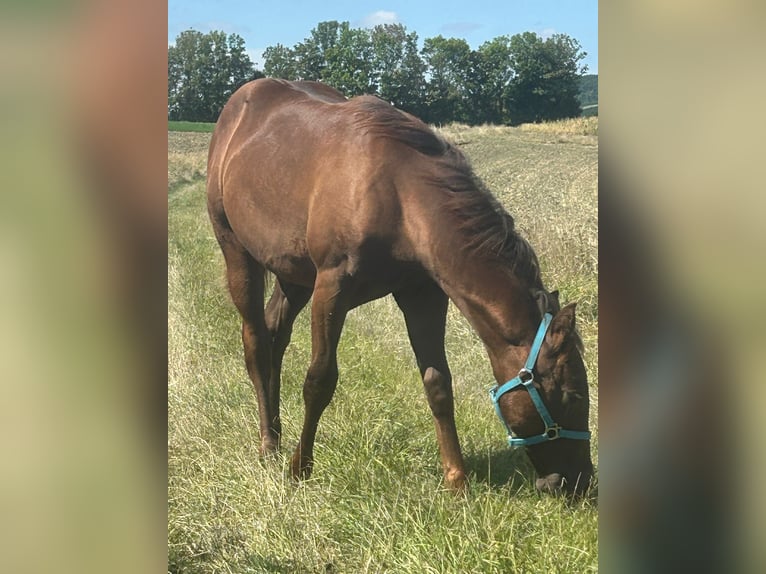 Quarter horse américain Étalon 1 Année 150 cm Alezan brûlé in Steinebrunn