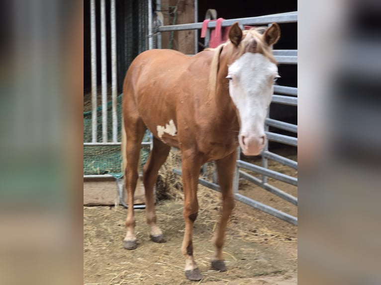 Quarter horse américain Étalon 1 Année 150 cm Alezan in Kraichtal
