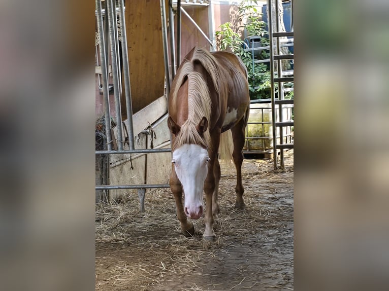 Quarter horse américain Étalon 1 Année 150 cm Alezan in Kraichtal