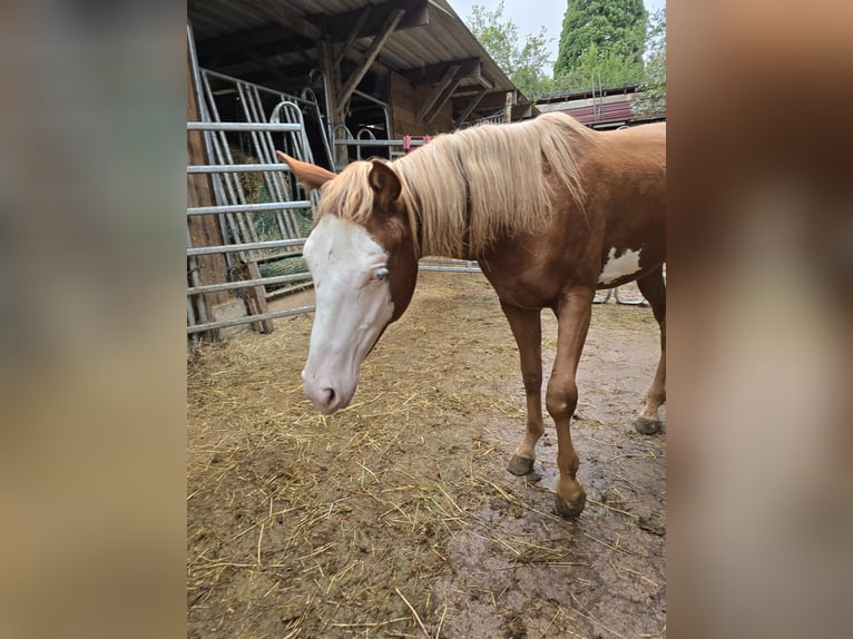Quarter horse américain Étalon 1 Année 150 cm Alezan in Kraichtal