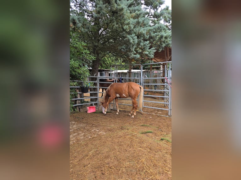 Quarter horse américain Étalon 1 Année 150 cm Alezan in Kraichtal
