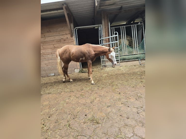 Quarter horse américain Étalon 1 Année 150 cm Alezan in Kraichtal