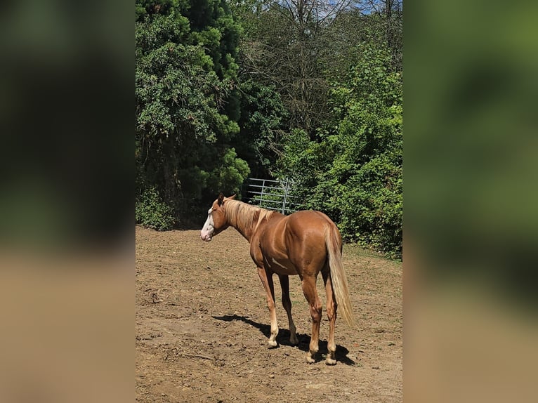 Quarter horse américain Étalon 1 Année 150 cm Alezan in Kraichtal