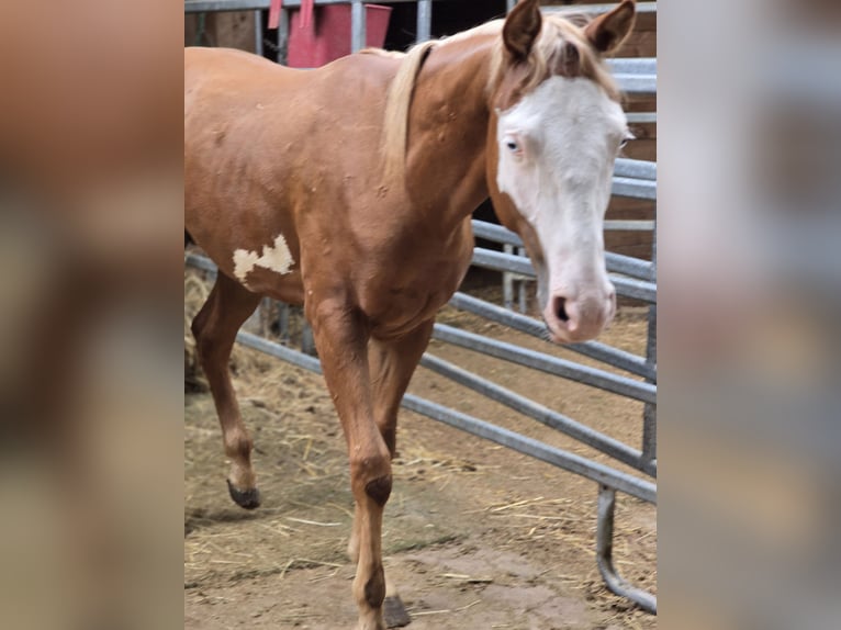 Quarter horse américain Étalon 1 Année 150 cm Alezan in Kraichtal