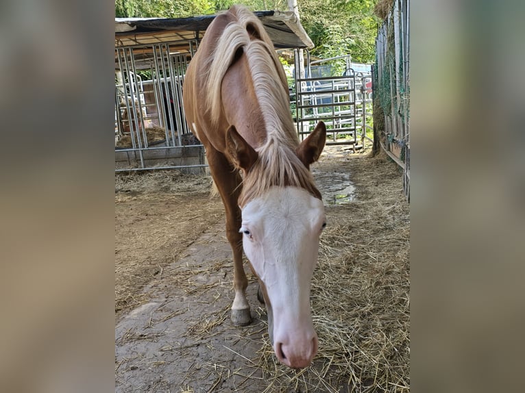 Quarter horse américain Étalon 1 Année 150 cm Alezan in Kraichtal