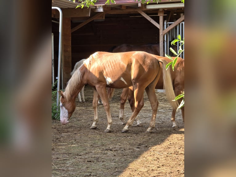 Quarter horse américain Étalon 1 Année 150 cm Alezan in Kraichtal