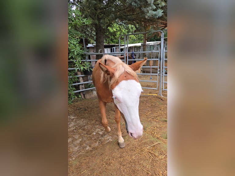 Quarter horse américain Étalon 1 Année 150 cm Alezan in Kraichtal