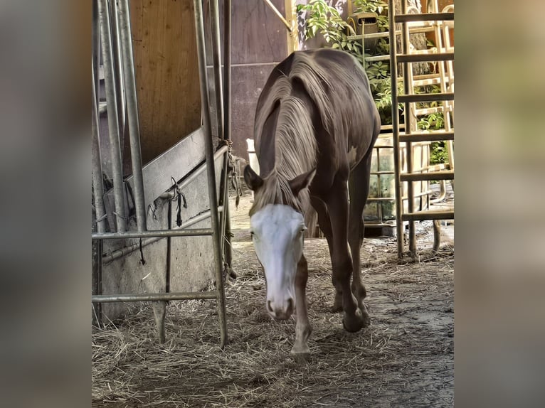 Quarter horse américain Étalon 1 Année 150 cm Alezan in Kraichtal