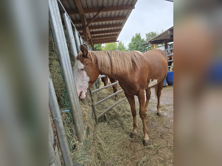 Quarter horse américain Étalon 1 Année 150 cm Alezan in Kraichtal