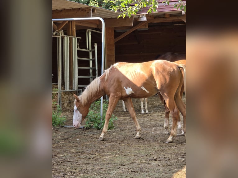 Quarter horse américain Étalon 1 Année 150 cm Alezan in Kraichtal