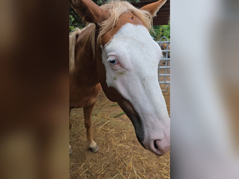 Quarter horse américain Étalon 1 Année 150 cm Alezan in Kraichtal