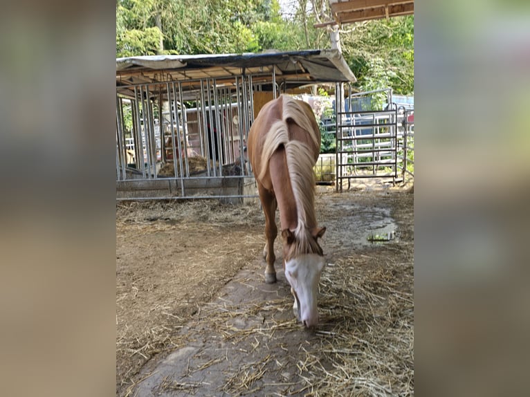 Quarter horse américain Étalon 1 Année 150 cm Alezan in Kraichtal