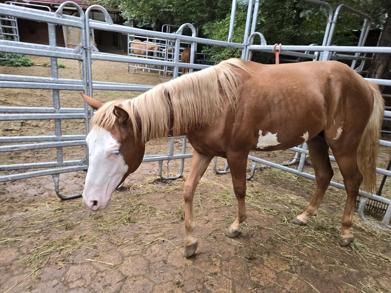 Quarter horse américain Étalon 1 Année 150 cm Alezan in Kraichtal