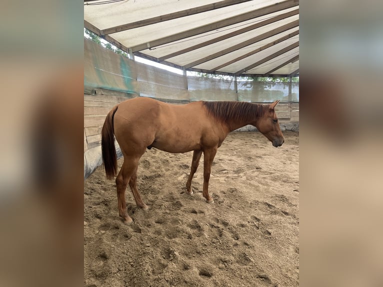 Quarter horse américain Étalon 1 Année 150 cm Alezan dun in Weyersheim