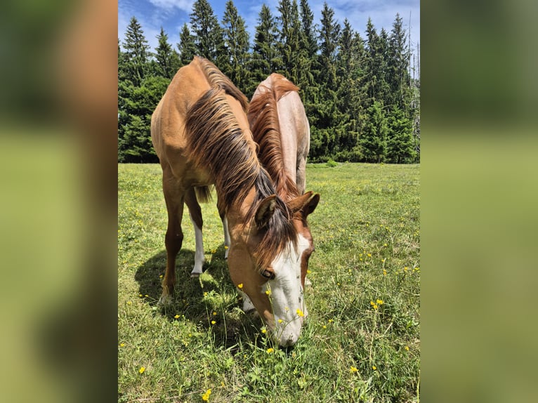 Quarter horse américain Étalon 1 Année 150 cm Alezan dun in Steinen