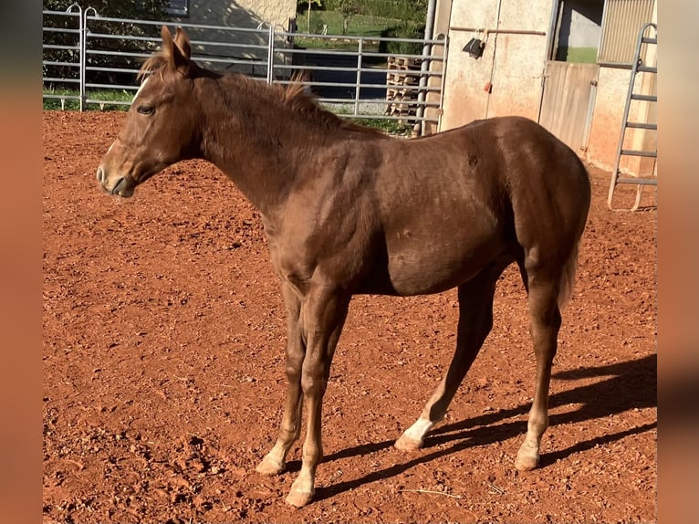 Quarter horse américain Étalon 1 Année 150 cm Alezan in Gemmingen