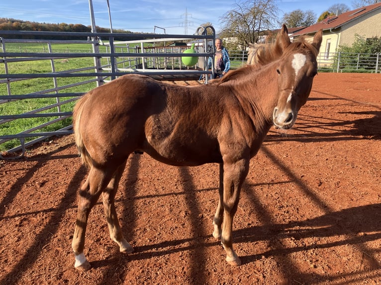 Quarter horse américain Étalon 1 Année 150 cm Alezan in Gemmingen