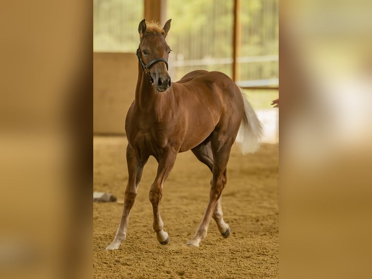 Quarter horse américain Étalon 1 Année 150 cm Alezan in Allenbach