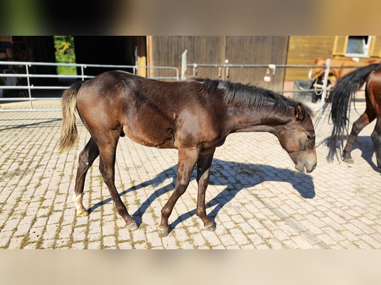 Quarter horse américain Étalon 1 Année 150 cm Bai brun foncé in Gschwend