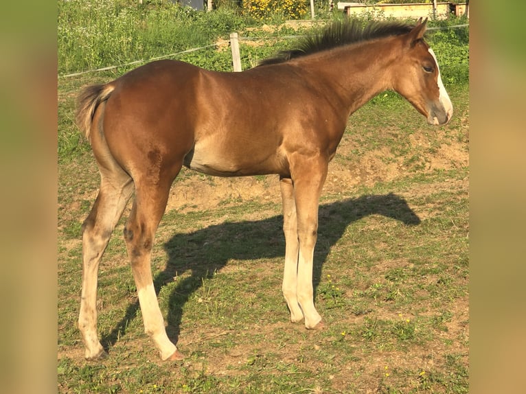 Quarter horse américain Étalon 1 Année 150 cm Bai cerise in RAVNE NA KOROSKEM